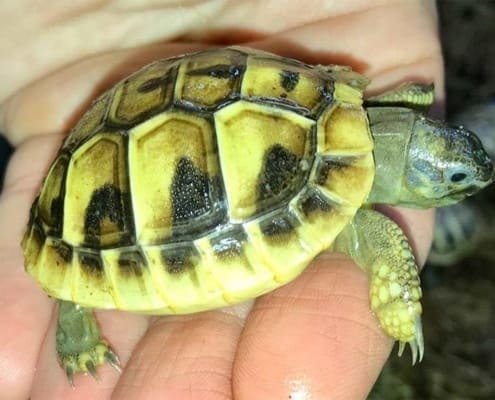 Eastern Hermann's tortoise for sale