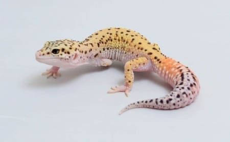 Eclipse Leopard Gecko