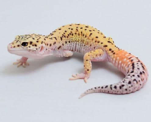 Eclipse Leopard Gecko