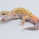 Eclipse Leopard Gecko