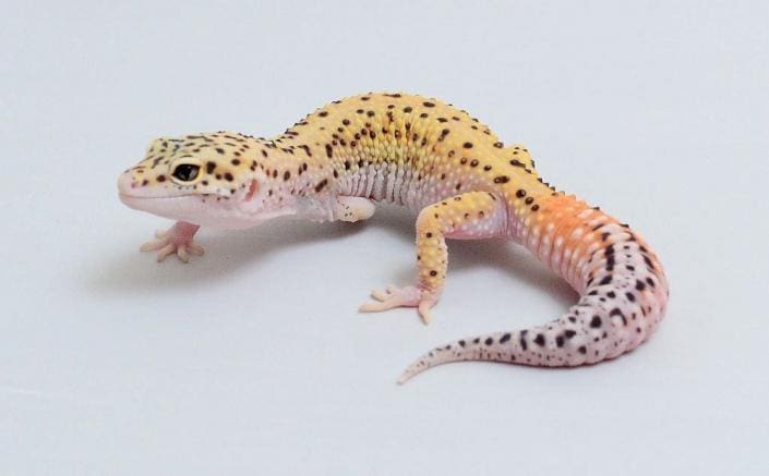 male vs female leopard gecko - Page 2 of 4 - CB Reptile | Geckos for