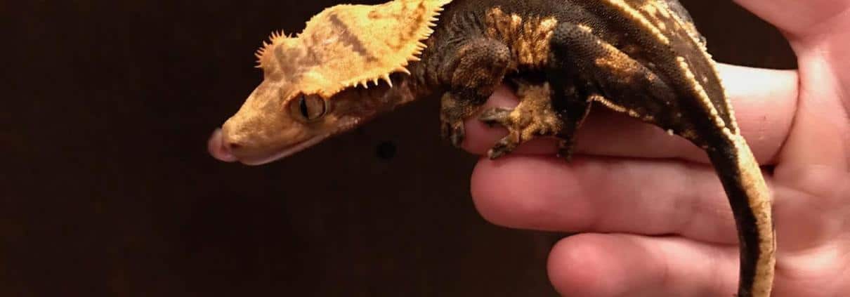 extreme harlequin crested gecko for sale