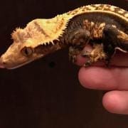 extreme harlequin crested gecko for sale