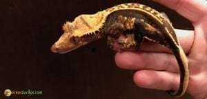 extreme harlequin crested gecko for sale