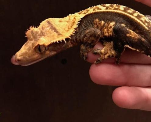 extreme harlequin crested gecko for sale