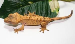 flame crested gecko