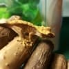 flame crested gecko for sale