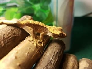 flame crested gecko for sale