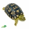 Giant leopard tortoise