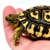 giant leopard tortoise for sale