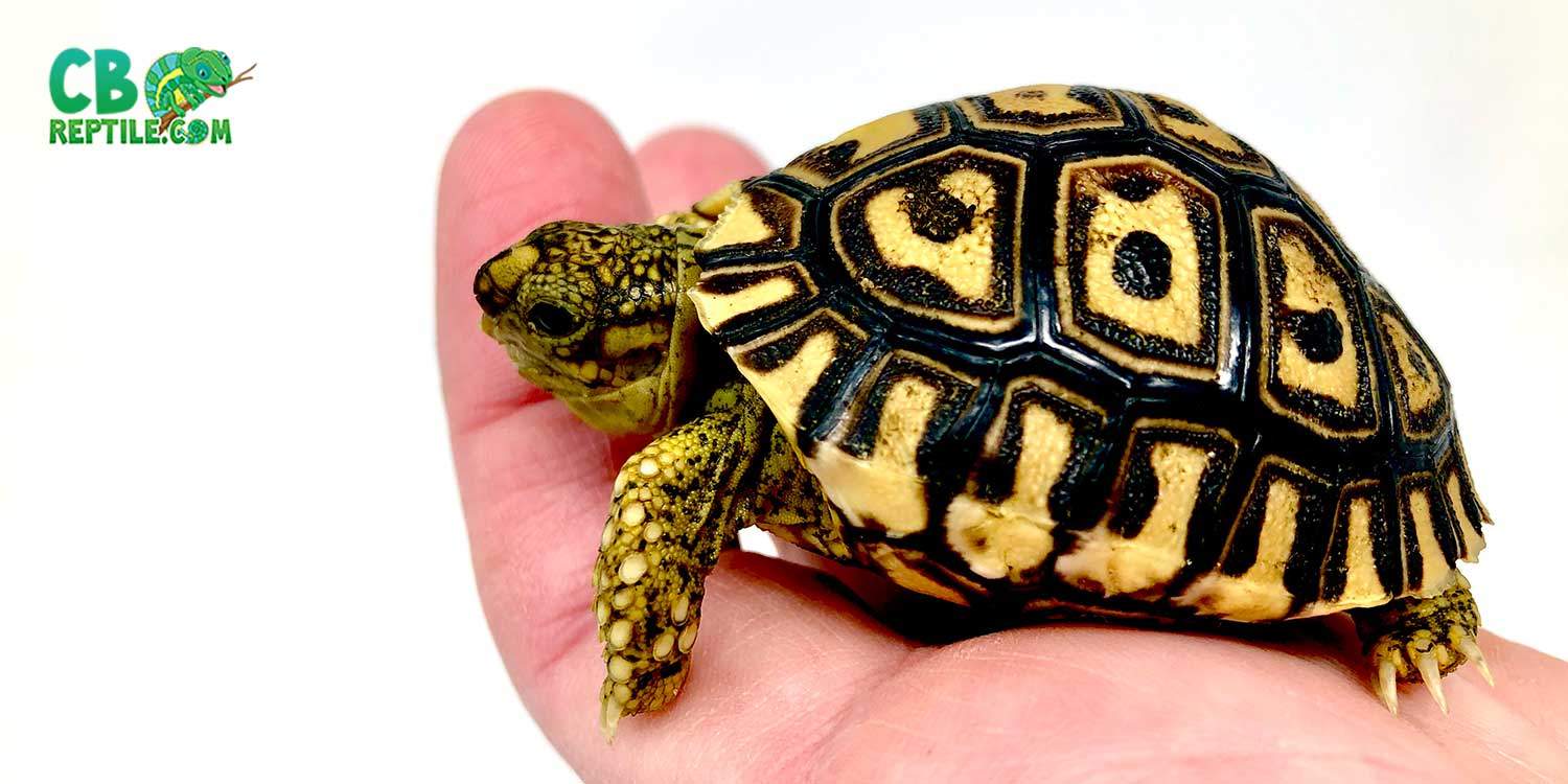 giant leopard tortoise for sale