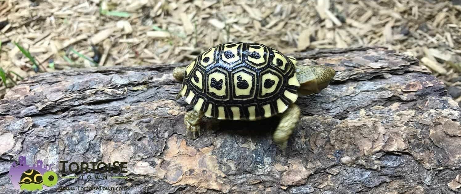 Giant South African Leopard tortoise for sale