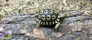 Giant South African Leopard tortoise for sale