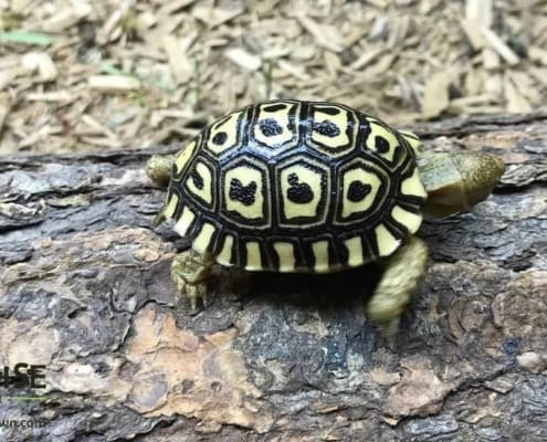 Giant South African Leopard tortoise for sale