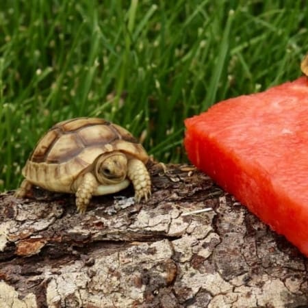 Golden Greek Tortoise