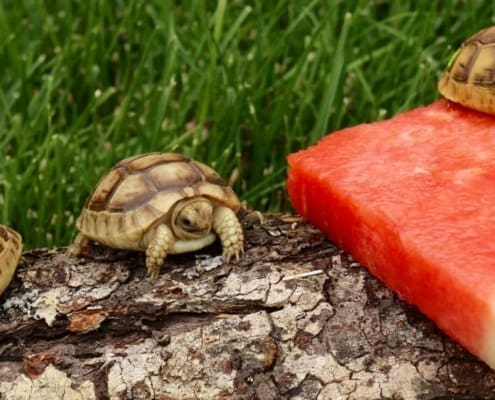 Golden Greek Tortoise