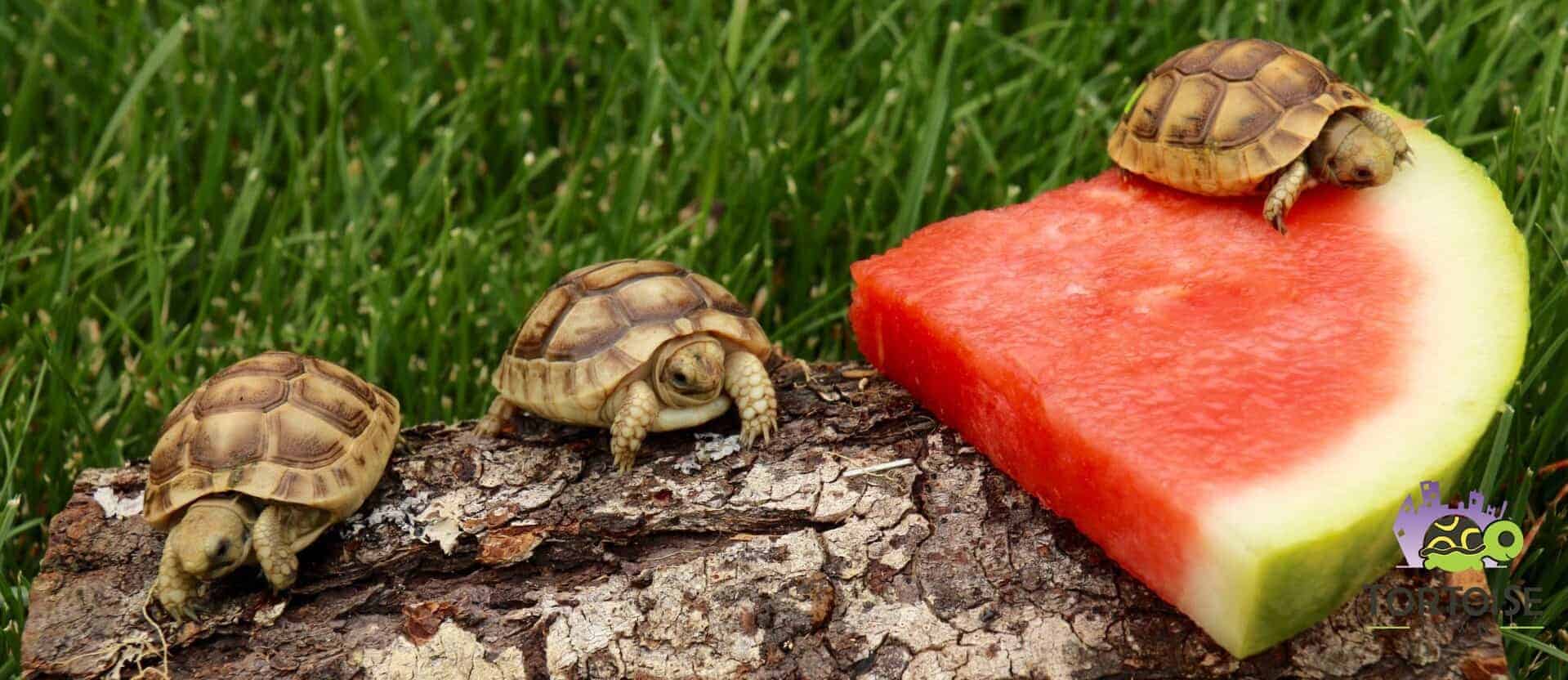 greek tortoise for sale