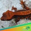 Halloween Crested gecko