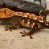 halloween crested gecko