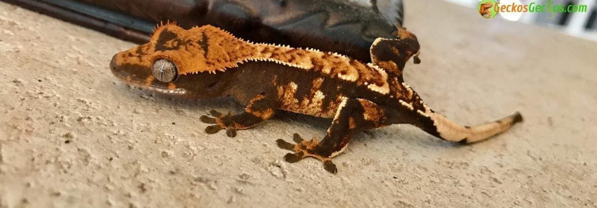 halloween crested gecko