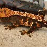 halloween crested gecko