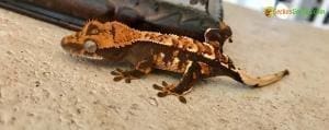 halloween crested gecko