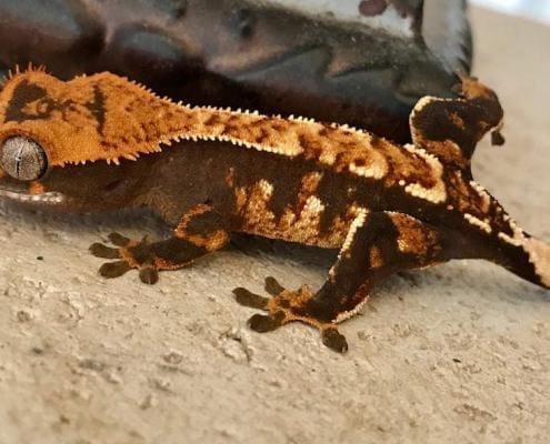 halloween crested gecko