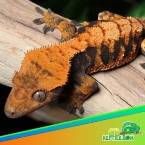 Halloween Crested Gecko