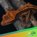 Halloween crested gecko