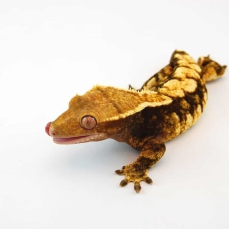 crested gecko morphs for sale