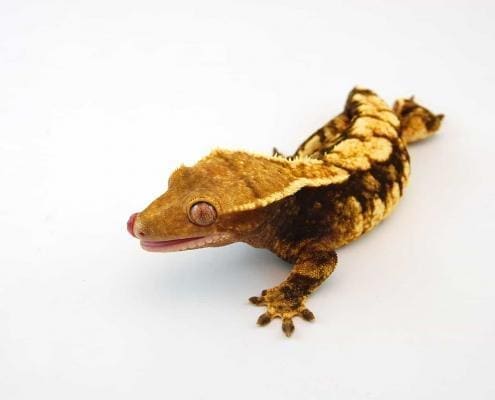 harlequin crested gecko