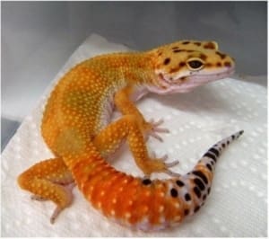 high color leopard gecko for sale