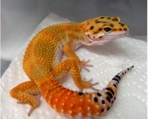 high color leopard gecko for sale