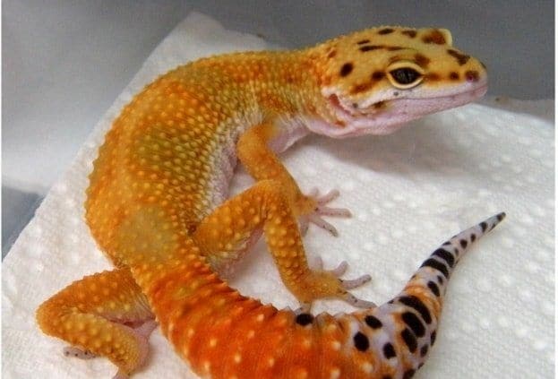 high color leopard gecko for sale