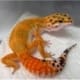 high color leopard gecko for sale