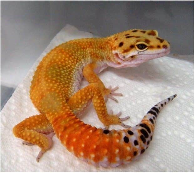 Hypomelanistic Leopard gecko for sale online baby leopard geckos