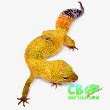 Hypo leopard gecko