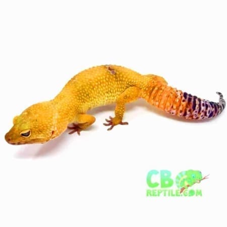 hypo leopard gecko for sale