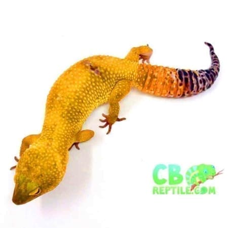 hypomelanistic leopard gecko