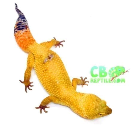 hypomelanistic leopard gecko for sale