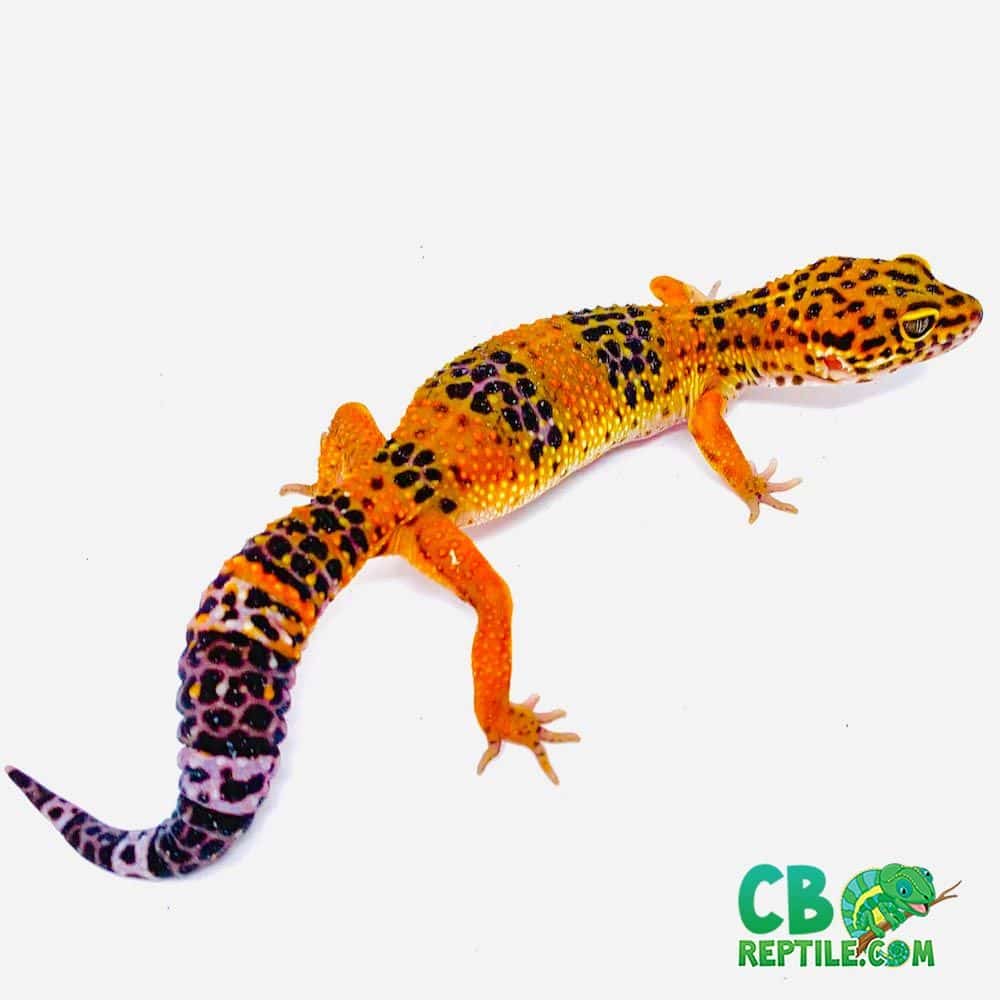 leopard gecko care sheet | learn leopard gecko care information