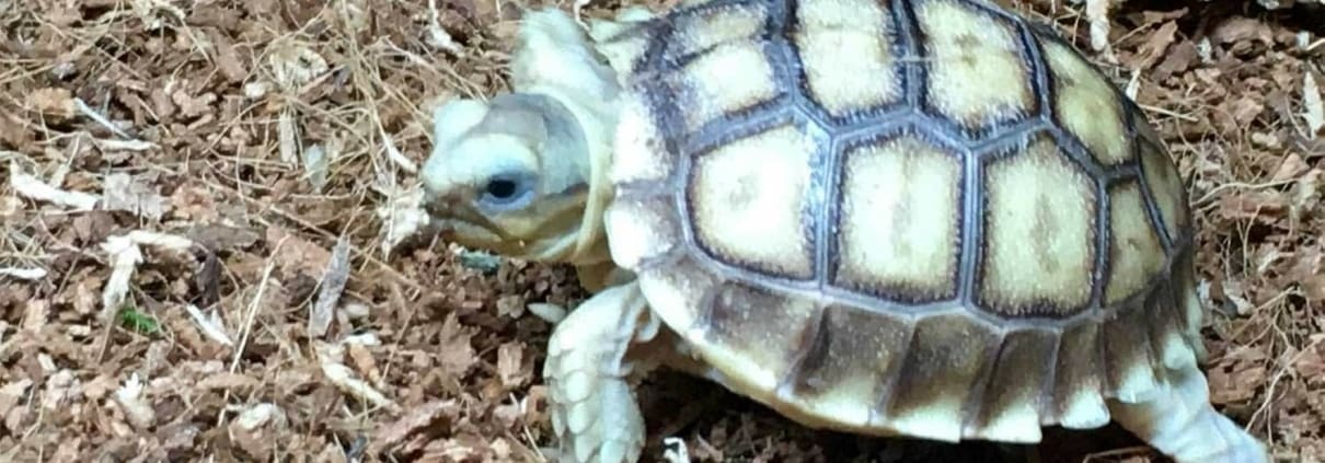 Ivory Sulcata Tortoise for sale