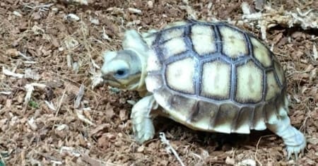 Ivory Sulcata Tortoise for sale