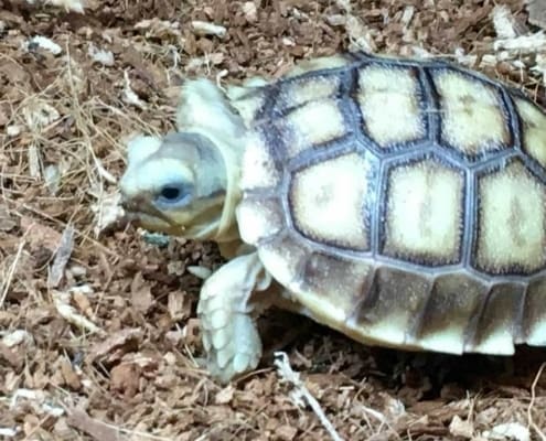 Ivory Sulcata Tortoise for sale