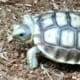 Ivory Sulcata Tortoise for sale