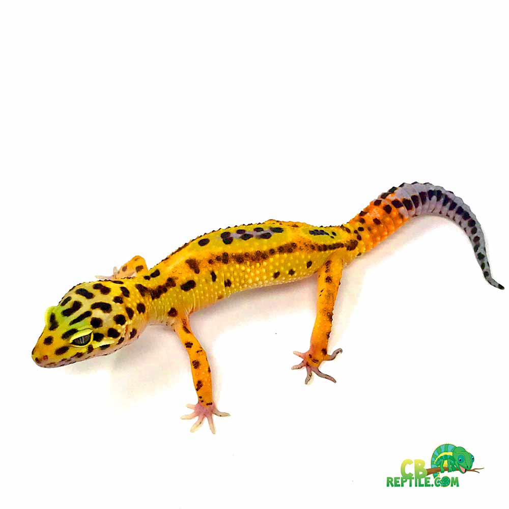 jungle designer leopard gecko