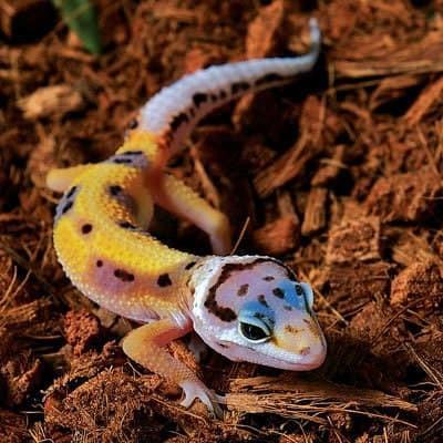 jungle designer leopard gecko