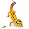 jungle designer leopard gecko for sale