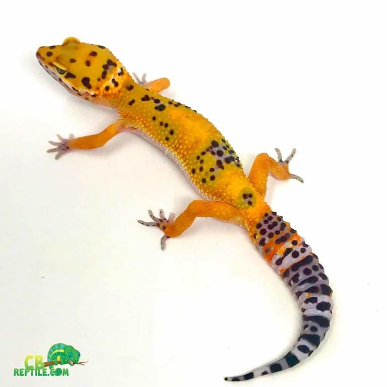 Jungle Designer Leopard gecko for sale online baby jungle