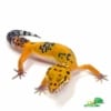 jungle leopard gecko